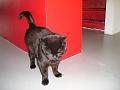 Katten (2)